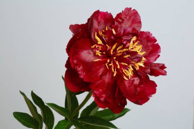 Koyu kırmızı şakayık gri arka planda izole edilmiş.