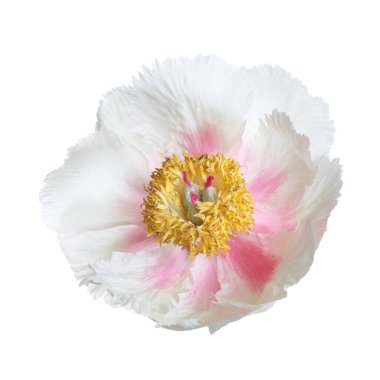 Beyaz arka planda izole edilmiş narin şakayık çiçeği.