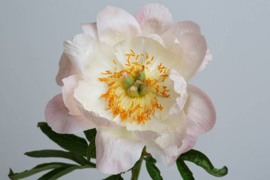 Gri arkaplanda yalıtılmış pembe şakayık..