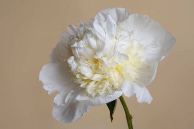 Bej arka planda izole edilmiş alışılmadık şakayıklar..