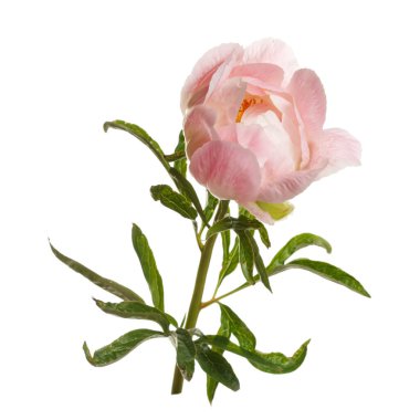 Beyaz arka planda izole edilmiş yumuşak pembe şakayık..