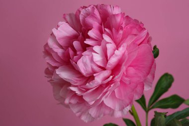 Pembe şakayık pembe arka planda izole edilmiş..