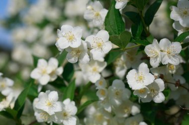 Bir bahar günü alay ediyorlar..