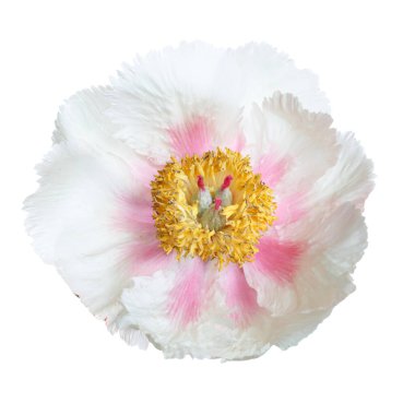 Beyaz arka planda izole edilmiş narin şakayık çiçeği.