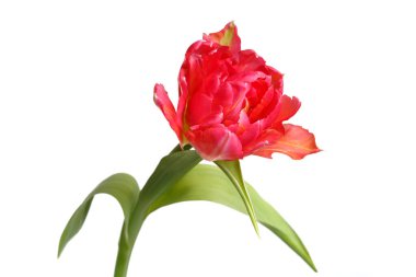 Mercan lalesi beyaz arkaplanda izole edildi.