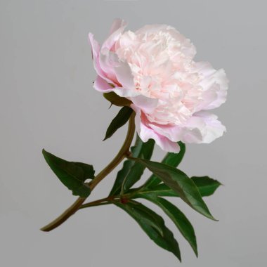 Gri bir arka planda yalıtılmış pembe şakayık..