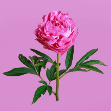 Pembe şakayık çiçeği, parlak pembe arka planda izole edilmiş..