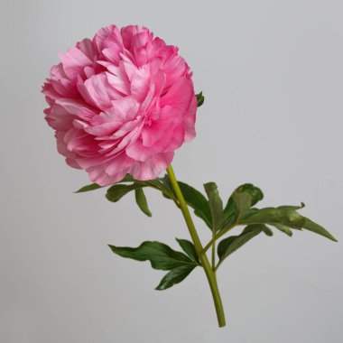 Pembe şakayık gri arka planda izole edilmiş..