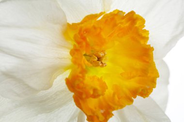 Parlak turuncu merkezli nergis çiçeği, yakın plan..