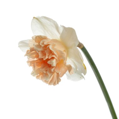 Beyaz arka plan üzerinde izole güzel nergis çiçek.
