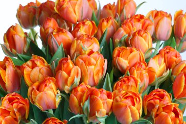 Çiçek duvar kâğıdı Bir buket parlak turuncu lale.