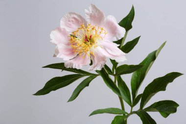 Gri arkaplanda yalıtılmış pembe şakayık..