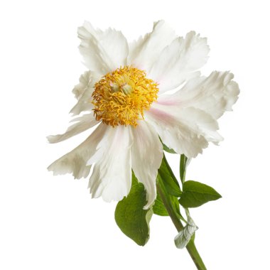 Beyaz arka planda izole beyaz şakayık.