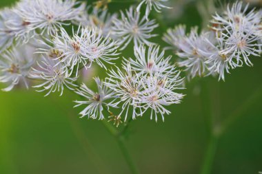 Bir yaz günü tarlada çiçek açan.