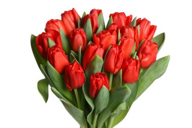 Beyaz arkaplanda izole edilmiş kırmızı lale demeti.