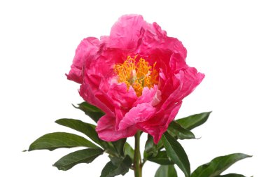 Beyaz arka planda izole edilmiş parlak pembe şakayık..