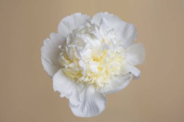 Bej arka planda izole edilmiş alışılmadık şakayıklar..