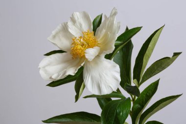 Gri arkaplanda sarı merkezli basit beyaz şakayık..