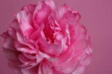 Pembe şakayık pembe arka planda izole edilmiş, yakın plan..