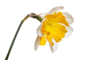 Nergis çiçeği beyaz arkaplanda izole edilmiş.