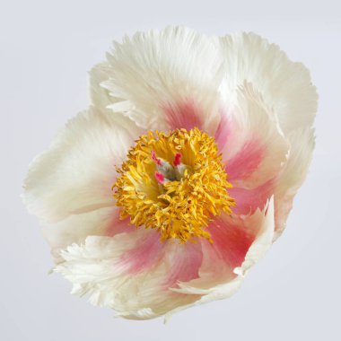 Gri arkaplanda yalıtılmış zarif şakayık çiçeği.