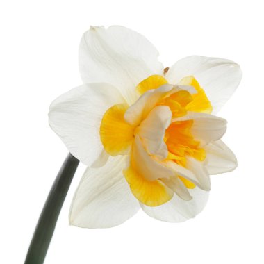 Nergis çiçeği beyaz arkaplanda izole edilmiş.