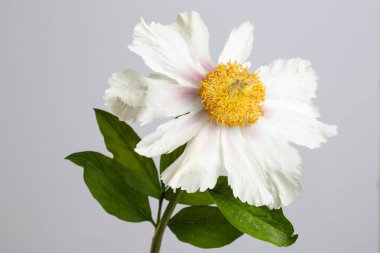 Beyaz şakayık gri arka planda izole edilmiş.