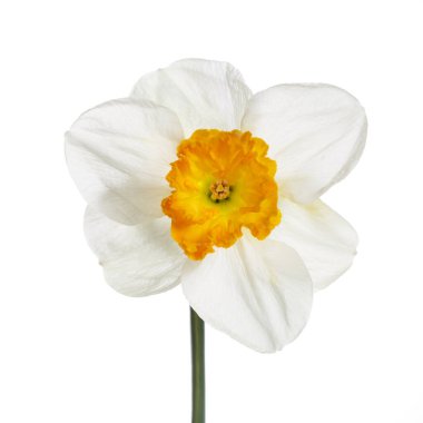 Nergis çiçeği beyaz arkaplanda izole edilmiş.