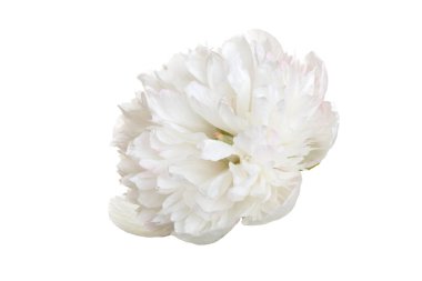 Beyaz arka planda izole edilmiş zarif beyaz şakayık çiçeği..