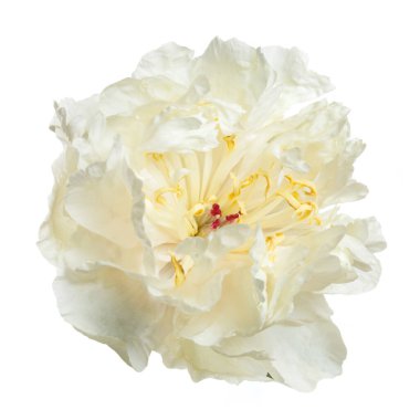 Beyaz arkaplanda izole edilmiş yumuşak sarı şakayık.