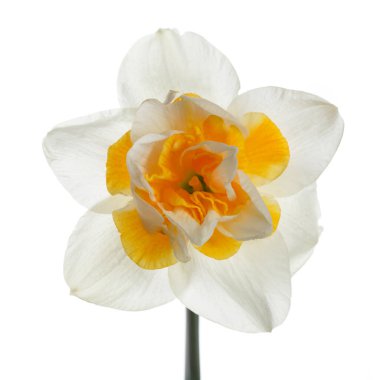 Nergis çiçeği beyaz arkaplanda izole edilmiş.