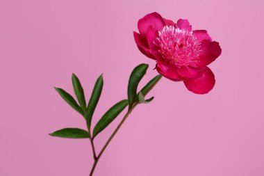 Burgundy şakayık çiçeği pembe arka planda izole edilmiş..