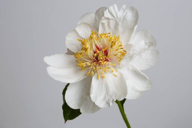 Gri arkaplanda yalıtılmış yumuşak beyaz şakayık.