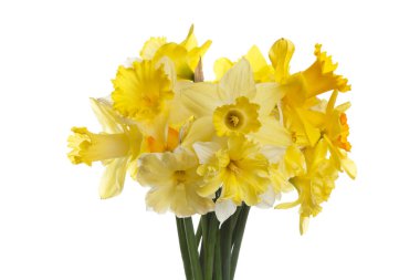 Beyaz arka planda izole nergis bahar buket.