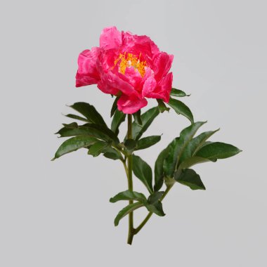 Gri arka planda izole edilmiş parlak pembe şakayık..