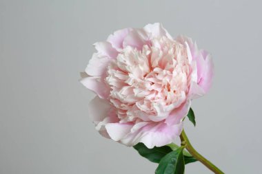 Gri bir arka planda yalıtılmış pembe şakayık..