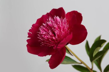 Koyu pembe şakayık çiçeği gri arka planda izole edilmiş.