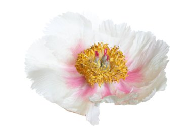 Beyaz arka planda izole edilmiş narin şakayık çiçeği.