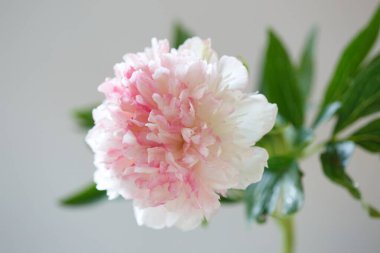 Gri arka planda izole edilmiş yumuşak pembe şakayık.