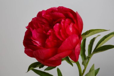 Gri arkaplanda kırmızı şakayık çiçeği izole.