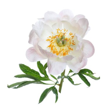 Beyaz arka plan üzerinde izole yavaşça pembe Şakayık.