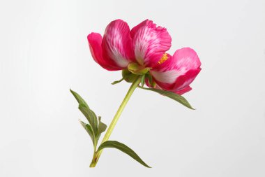 Pembe şakayık arka planı gri arkaplanda izole edilmiş.