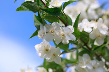 Bir bahar günü alay ediyorlar..