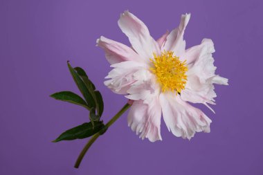 Leylak arkaplanda yalıtılmış pembe bir şakayık..