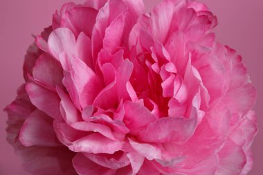 Pembe şakayık pembe arka planda izole edilmiş, yakın plan..