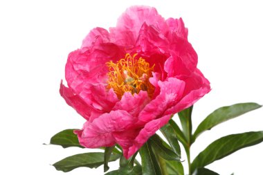 Beyaz arka planda izole edilmiş parlak pembe şakayık..