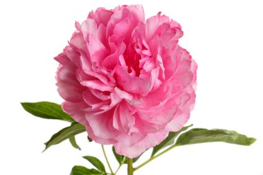 Beyaz arkaplanda izole edilmiş pembe şakayık çiçeği.