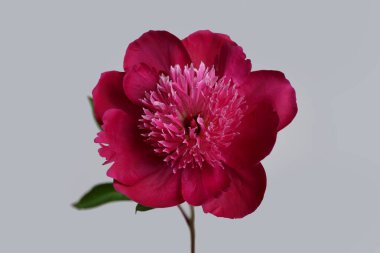 Koyu pembe şakayık çiçeği gri arka planda izole edilmiş.