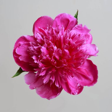 Gri arka planda izole edilmiş parlak pembe şakayık çiçeği..