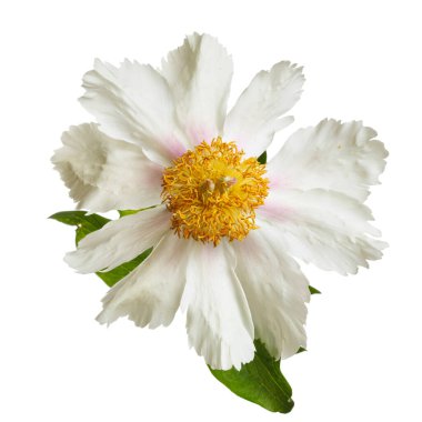 Beyaz arka planda izole beyaz şakayık.